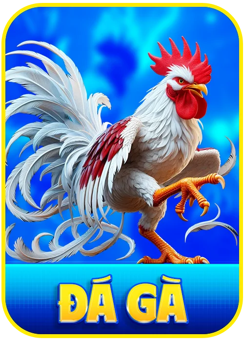đá gà kjc